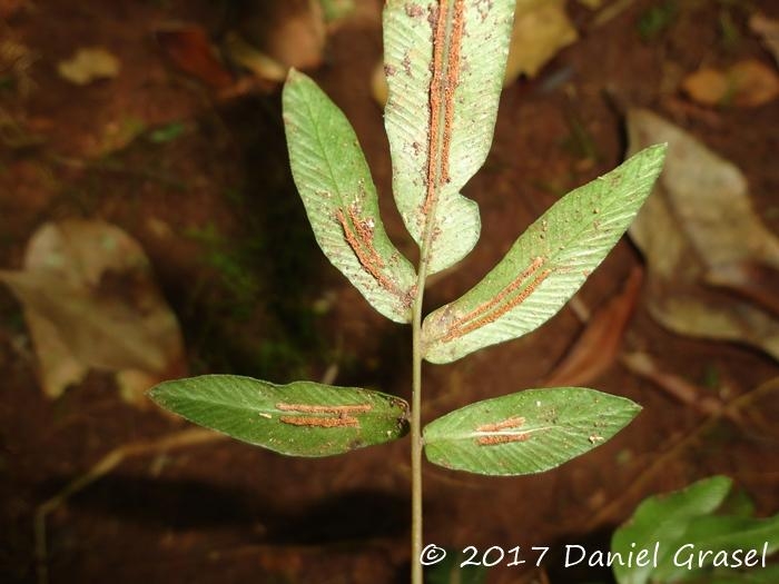 Blechnum gracile