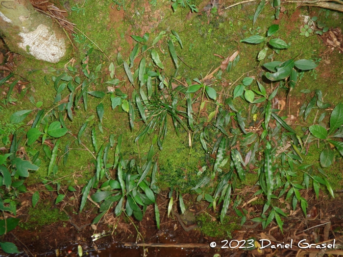 Blechnum lanceola