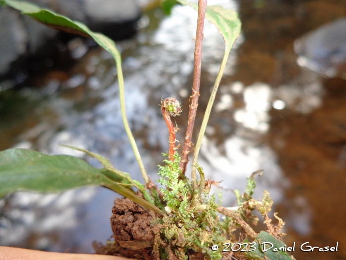 Blechnum lanceola