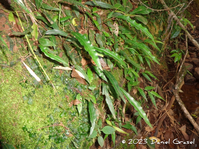 Blechnum lanceola