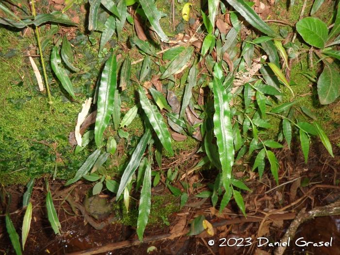 Blechnum lanceola