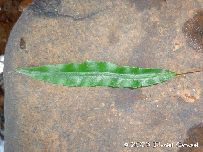 Blechnum lanceola