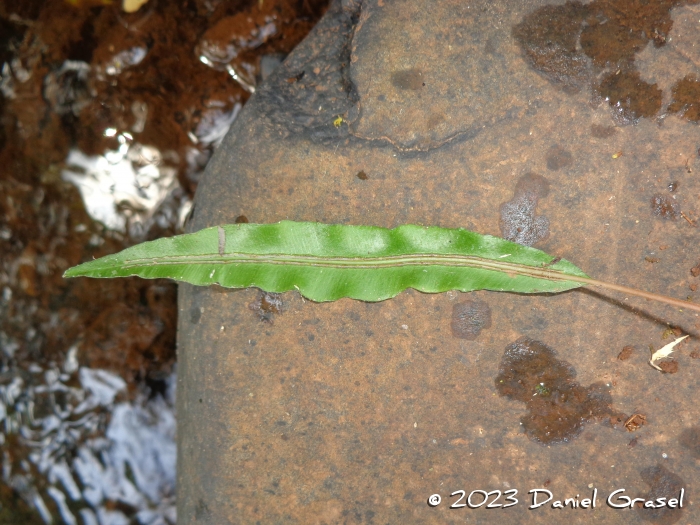 Blechnum lanceola