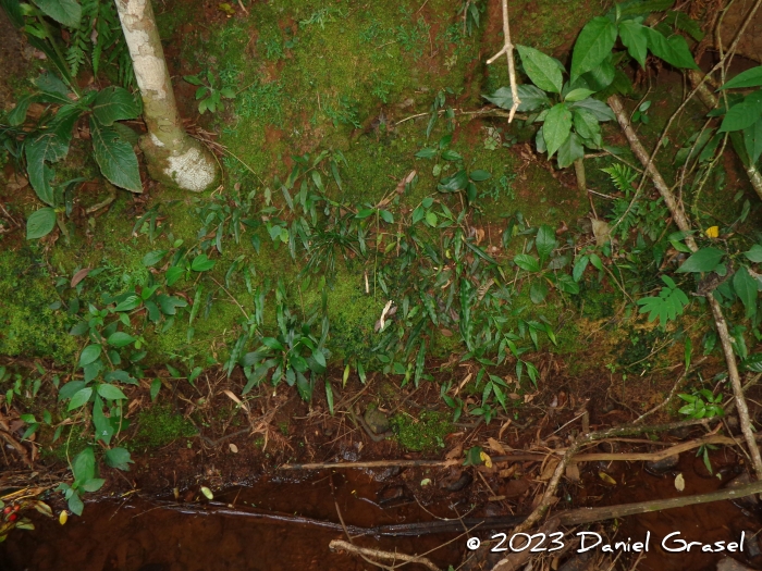 Blechnum lanceola