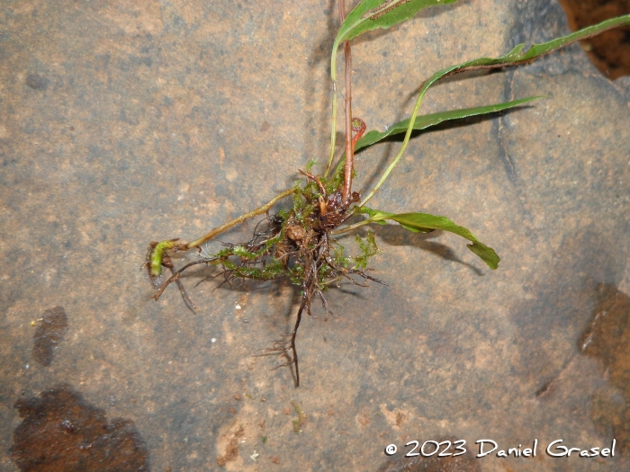 Blechnum lanceola