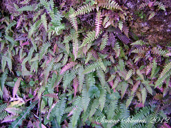 Blechnum polypodioides