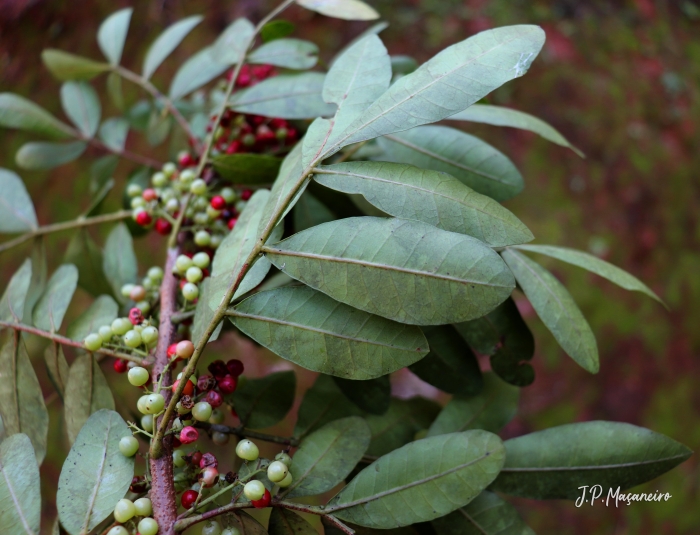 Schinus terebinthifolius