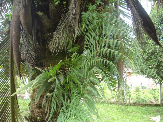 Histiopteris incisa