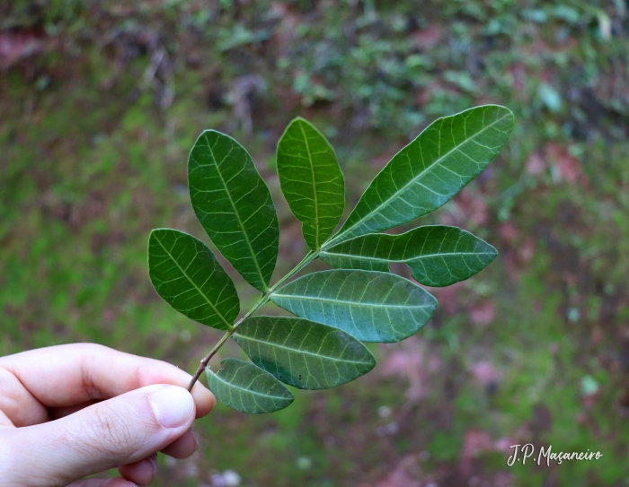 Schinus terebinthifolius