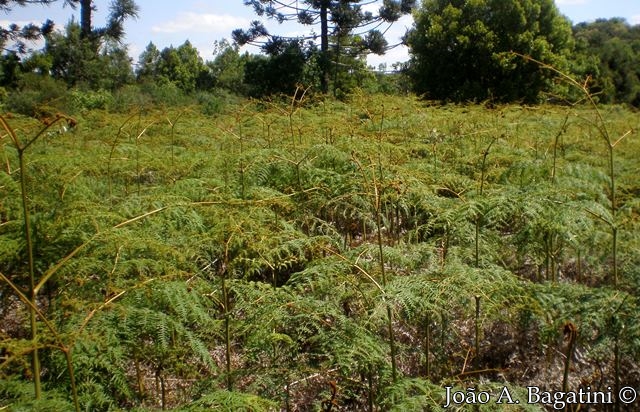 Pteridium arachnoideum