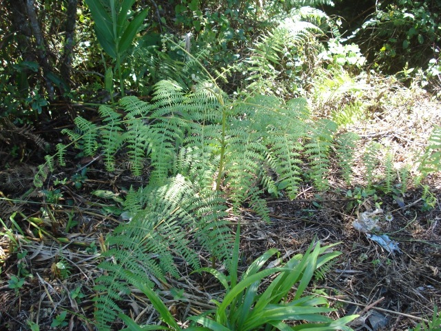 Pteridium arachnoideum