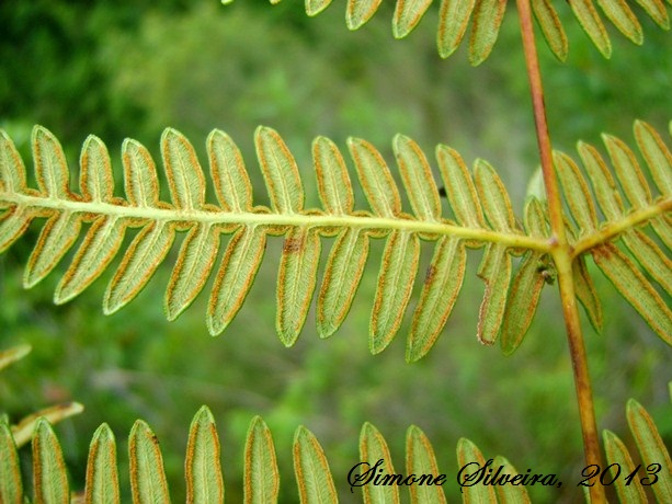 Pteridium arachnoideum