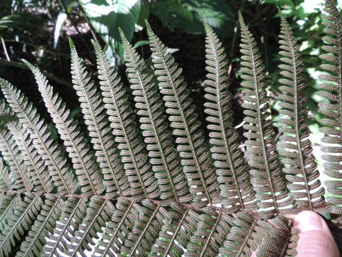 Ctenitis anniesii
