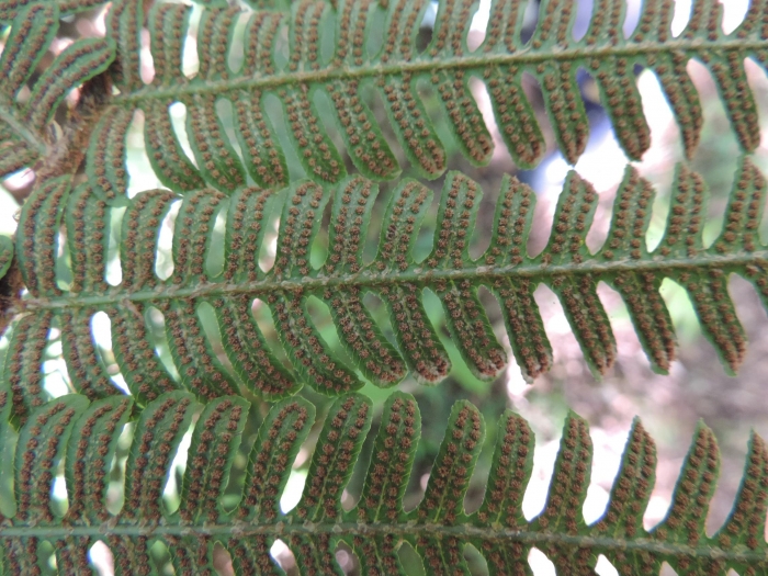 Ctenitis anniesii