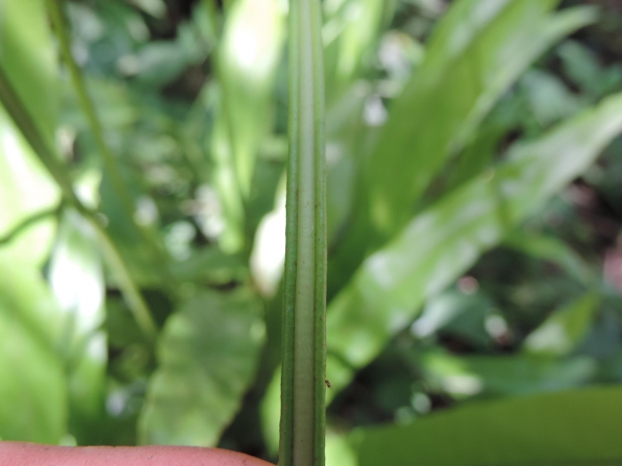 Elaphoglossum burchellii