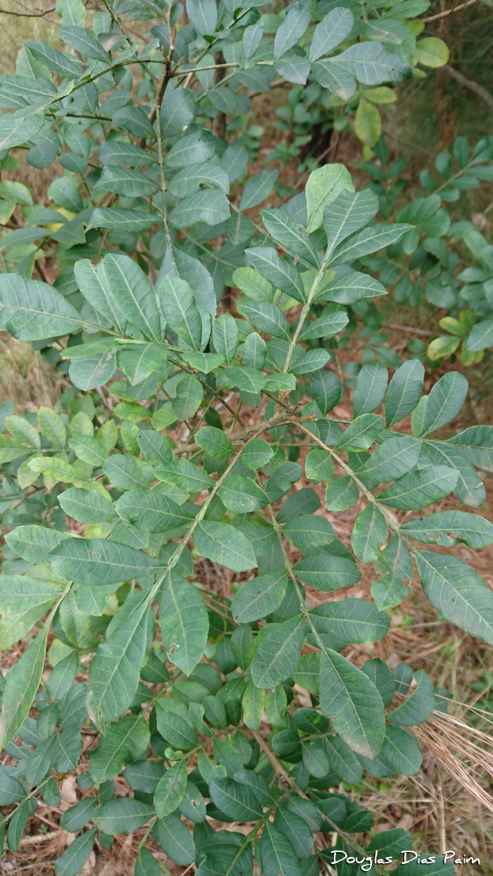 Schinus terebinthifolius