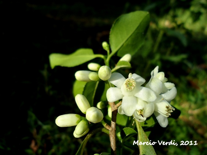 Symplocos uniflora