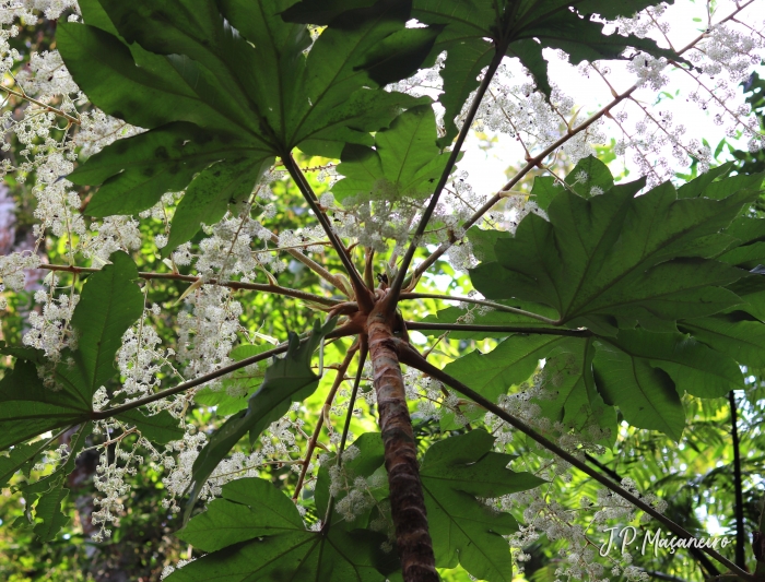 Tetrapanax papyrifer