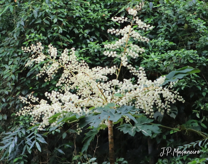 Tetrapanax papyrifer