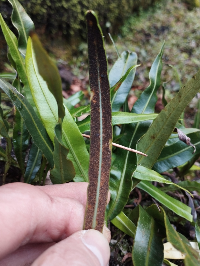 Elaphoglossum gayanum