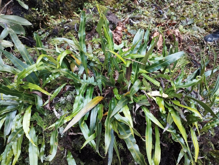 Elaphoglossum gayanum