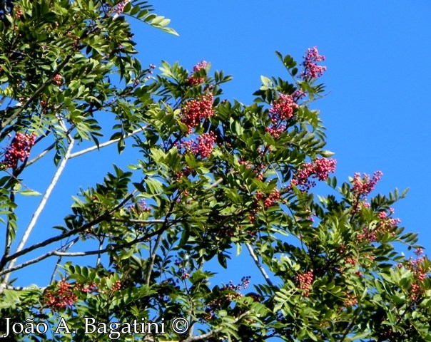 Schinus terebinthifolius