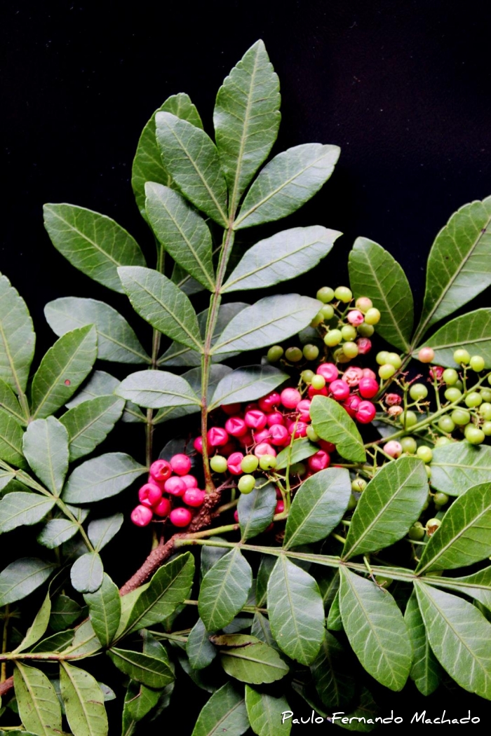 Schinus terebinthifolius