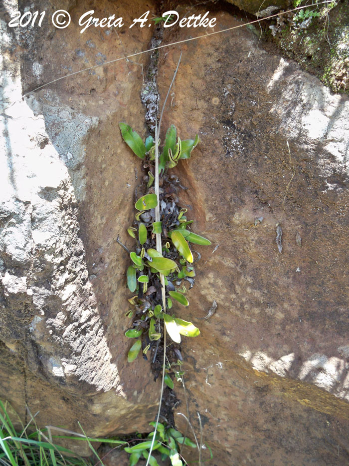 Elaphoglossum lagesianum