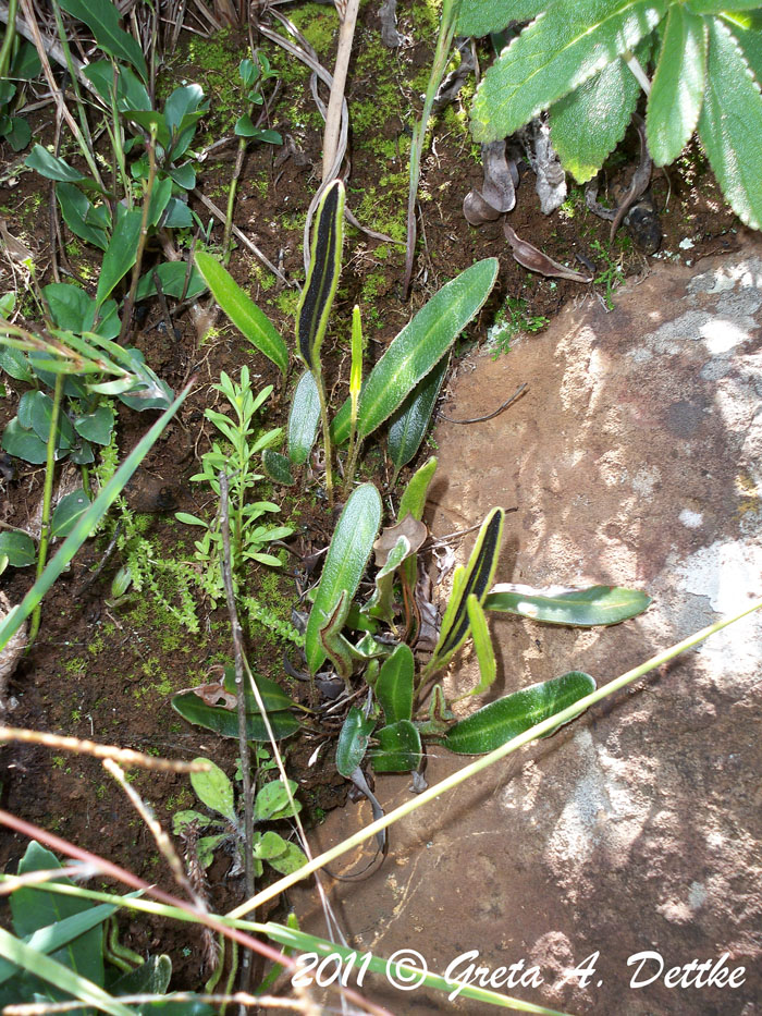 Elaphoglossum lagesianum