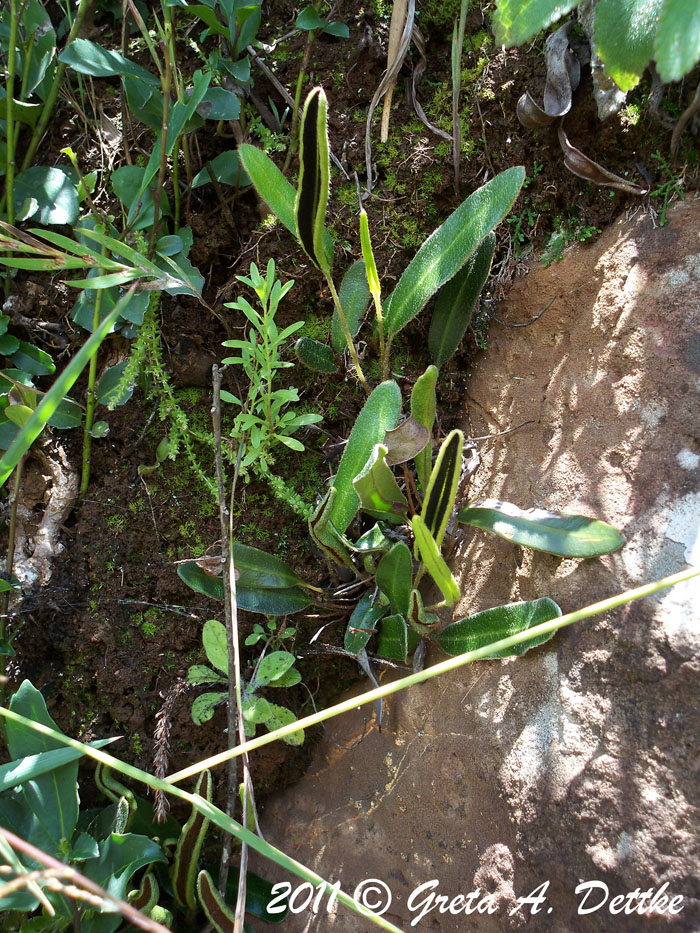 Elaphoglossum lagesianum