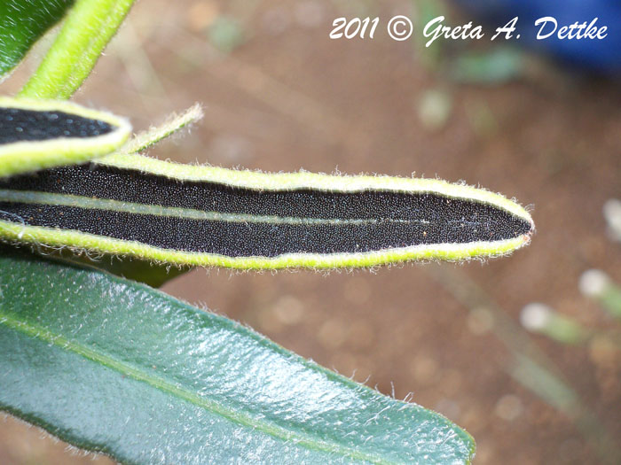 Elaphoglossum lagesianum