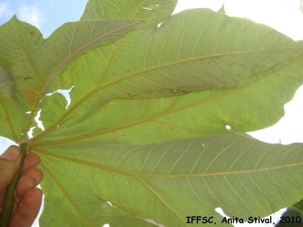 Tetrapanax papyrifer