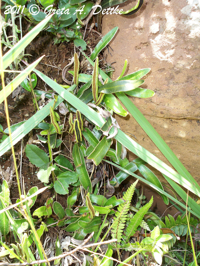 Elaphoglossum lagesianum