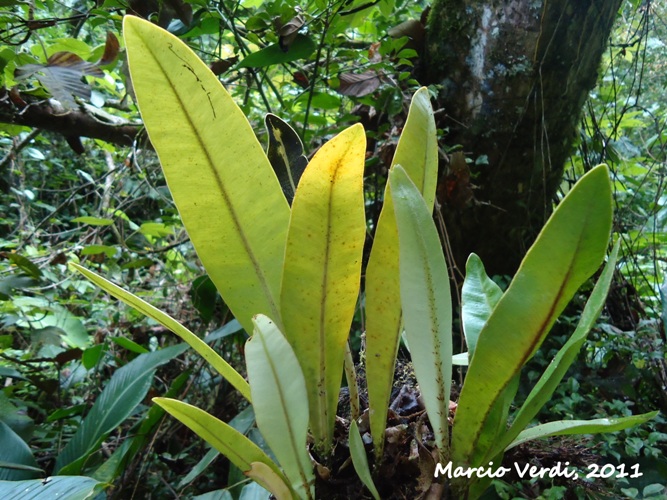 Elaphoglossum luridum