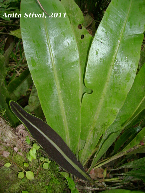 Elaphoglossum luridum