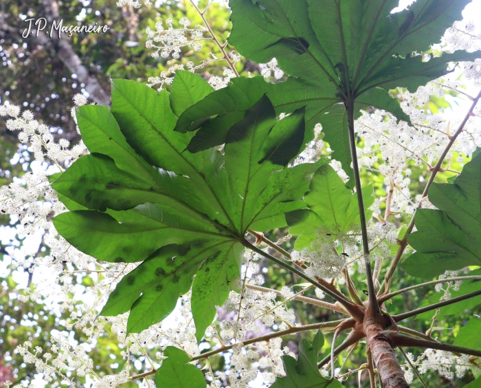 Tetrapanax papyrifer