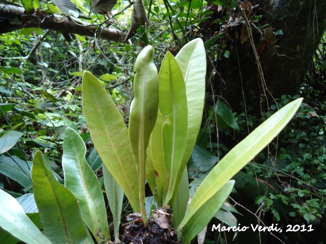 Elaphoglossum luridum