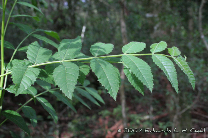 Schinus terebinthifolius