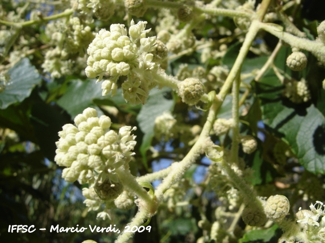 Tetrapanax papyrifer