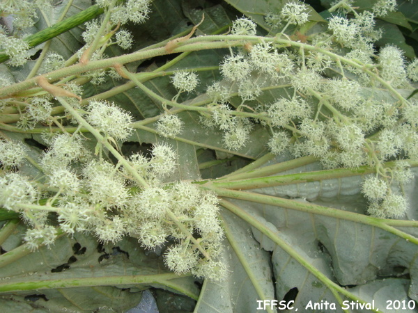 Tetrapanax papyrifer