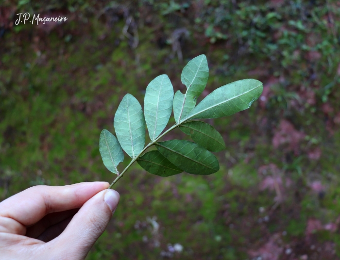 Schinus terebinthifolius