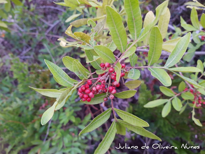 Schinus terebinthifolius