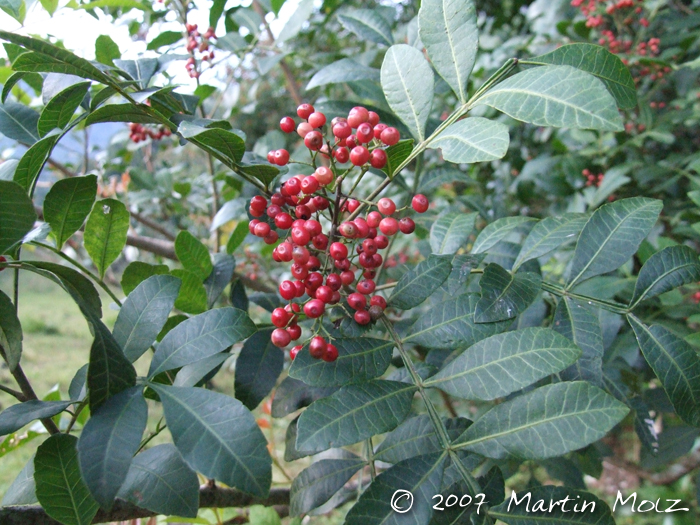 Schinus terebinthifolius