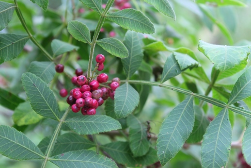 Schinus terebinthifolius