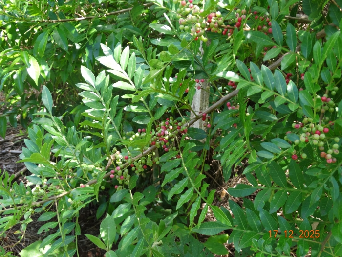 Schinus terebinthifolius