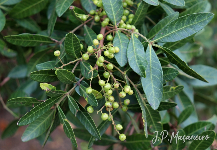 Schinus terebinthifolius