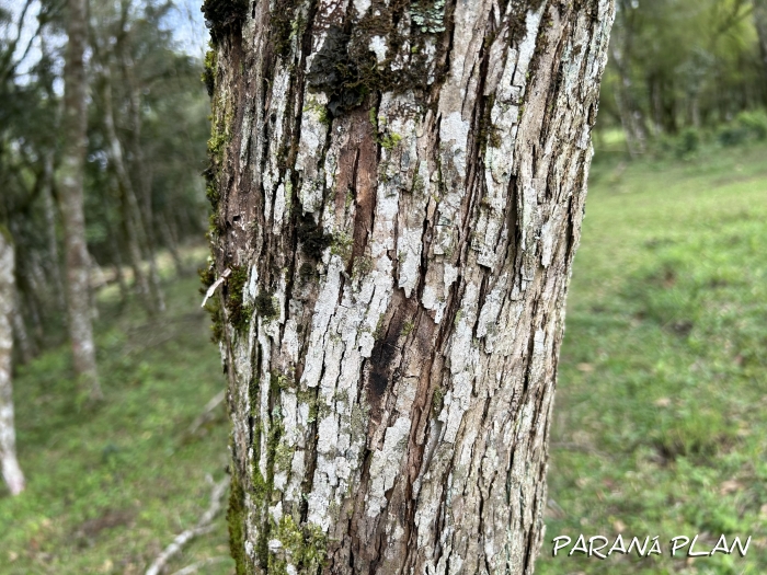 Schinus terebinthifolius