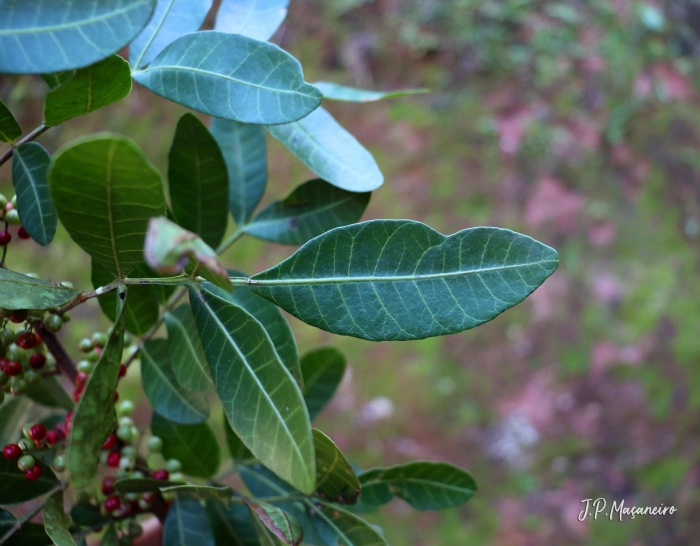 Schinus terebinthifolius