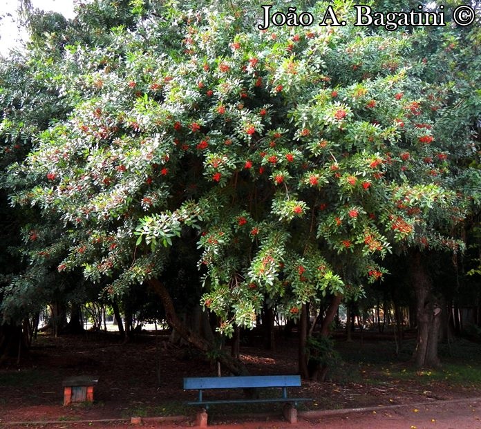 Pensando a biodiversidade: aroeira (Schinus terebinthifolius Raddi