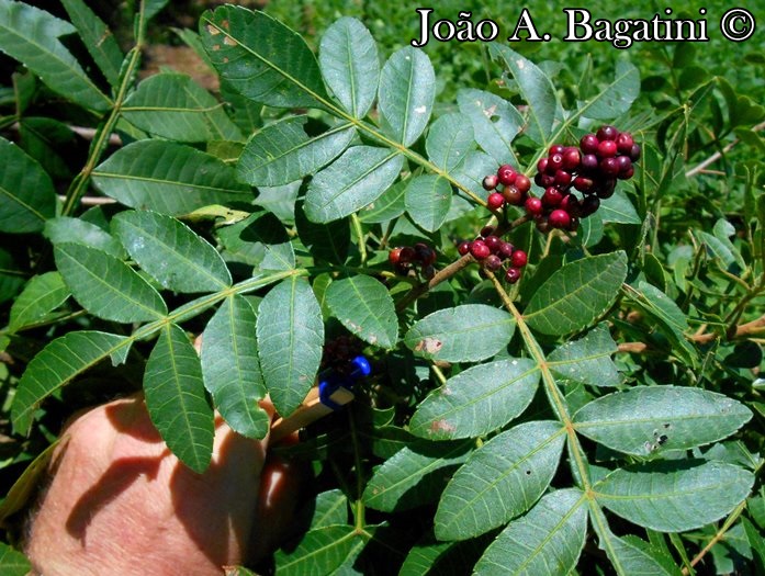 Schinus terebinthifolius